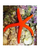 Salty Underground: Sea Stars