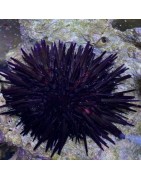 Salty Underground: Sea Urchins