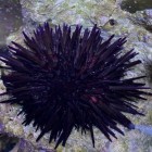 Sea Urchins
