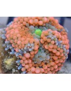 Salty Underground: Mushroom Corals