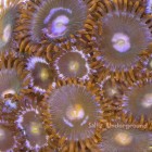 Zoanthids