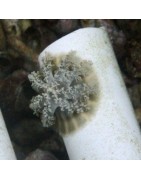 Salty Underground: Jellyfish