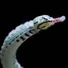 Pipefish