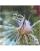 Lionfish