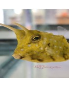 Boxfish