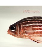 Squirrelfish