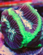 Live Colorful Corals for sale online