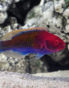 Saltwater fish for sale: Marine fish for saltwater aquariums online