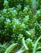 Salty Underground: Macro Algae for sale