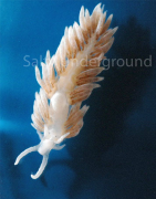 Berghia Nudibranch for Sale