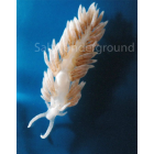 Berghia Nudibranch