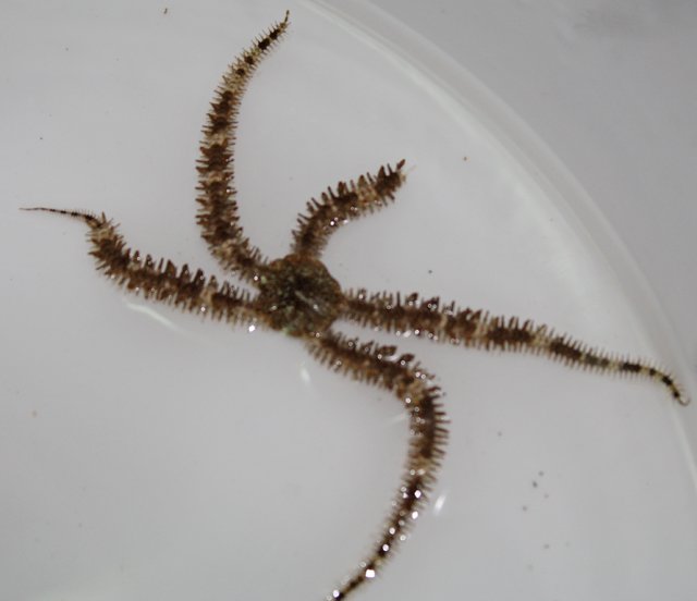 Black and White Brittle Star