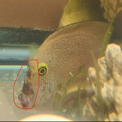 2. Yellow Eye Cole Tang