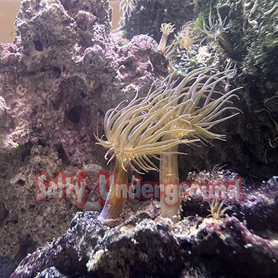 aiptasia invading coral polyps