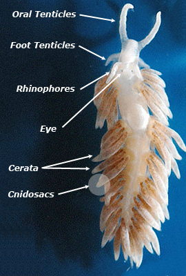 The anatomy of the Berghia Nudibranch