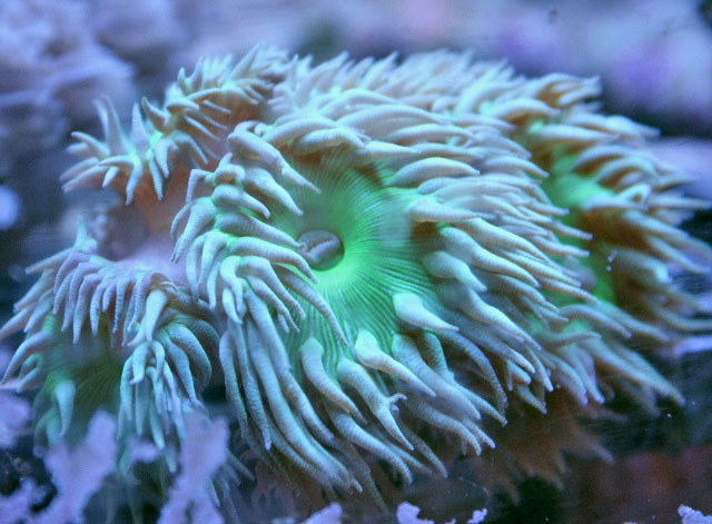 It is easy to see how a Whisker Coral (Duncanopsammia axifuga) gets its name.