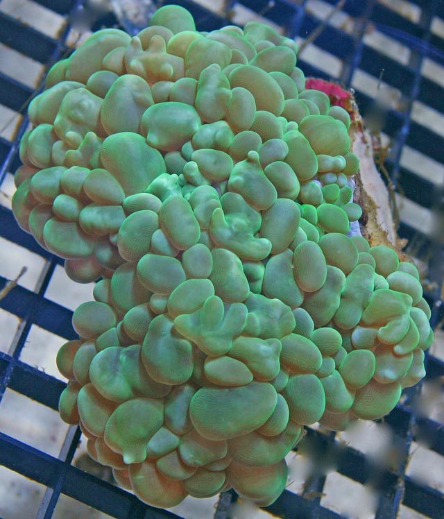 Green Bubble Coral (Plerogyra sinuosa).