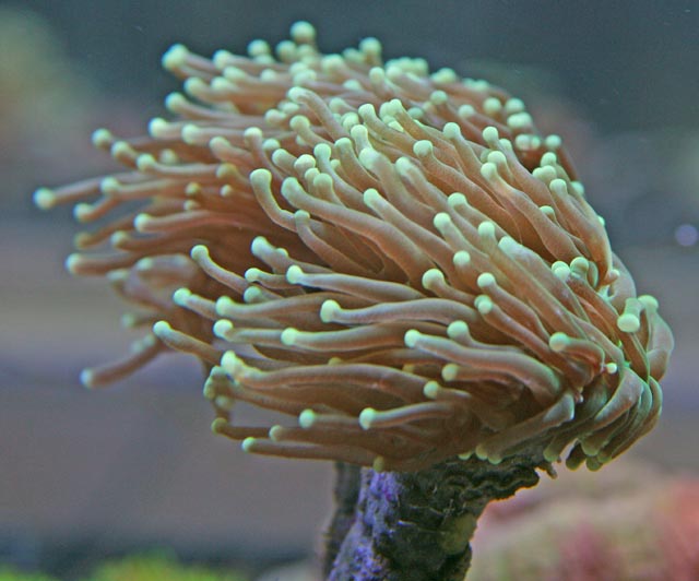 Torch Coral (Euphyllia glabrescens)