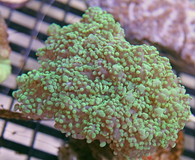 Metallic Green Branching Frogspawn Coral
