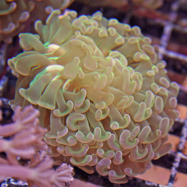 Orange Tip Green Hammer Coral - Solomon Islands