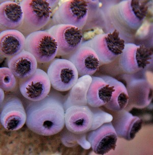 Zoas do not use sediment in their tissue.