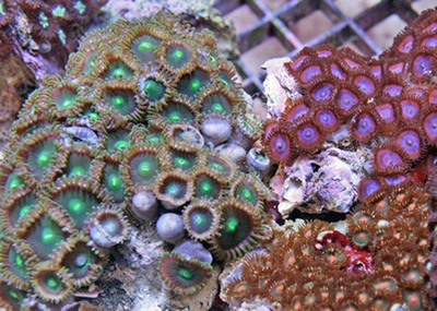 Zoas and Palys often grow side by side.