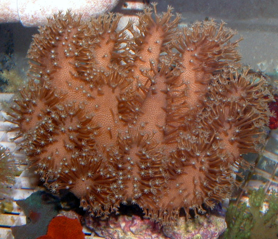 This Devil's Hand has the signature brown tissue with white polyps.