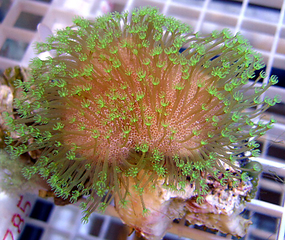 This metallic green toadstool coral looks like a smooth mushroom when the polyps are retracted.