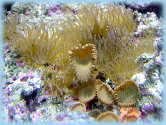 Aiptasia stinging a coral