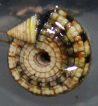 Check between polyps to find these sundial snails.