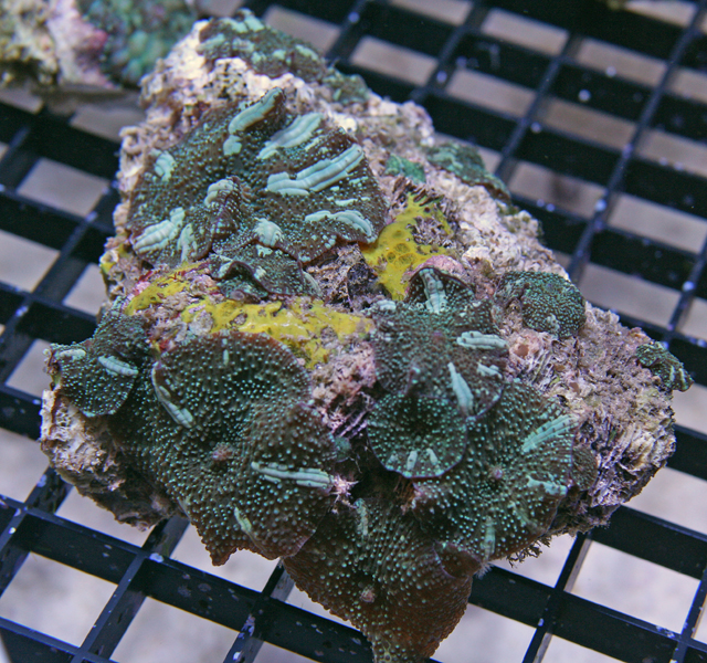 Green Flame Mushrooms Coral