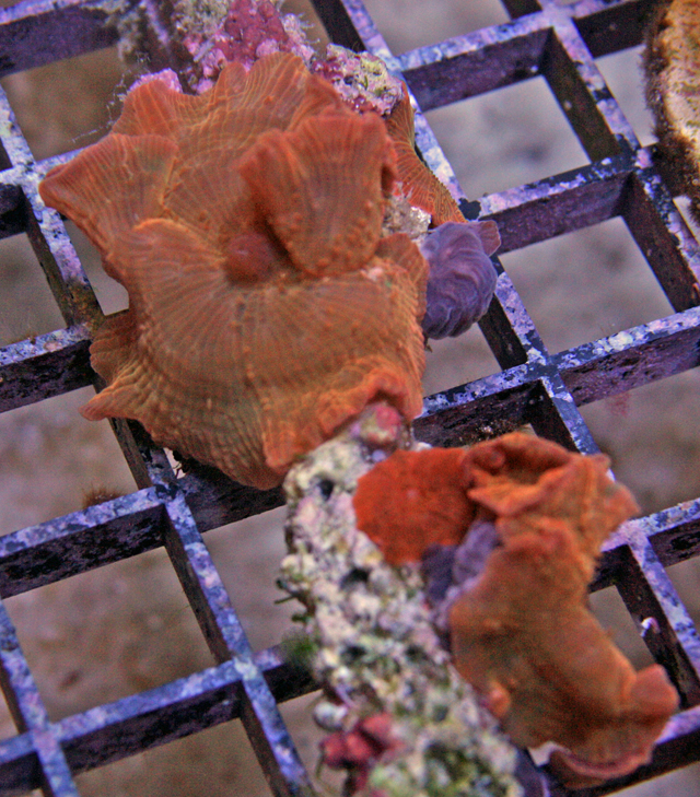 Orange mushroom corals.