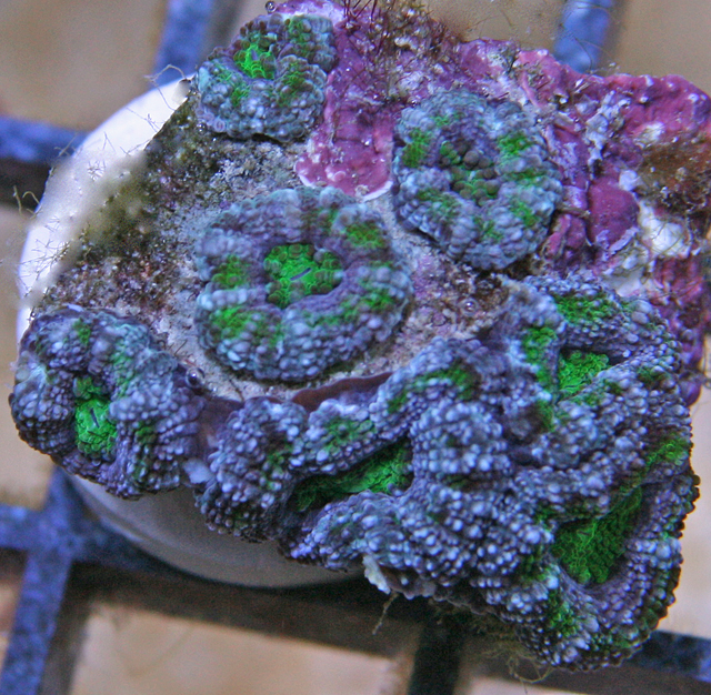 Acans come in a variety of colors.