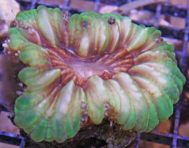 Cynarina is commonly called tooth coral because you can see the septa through its translucent tissue.