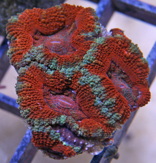 Acanthastrea spp. are commonly called pineapple coral.