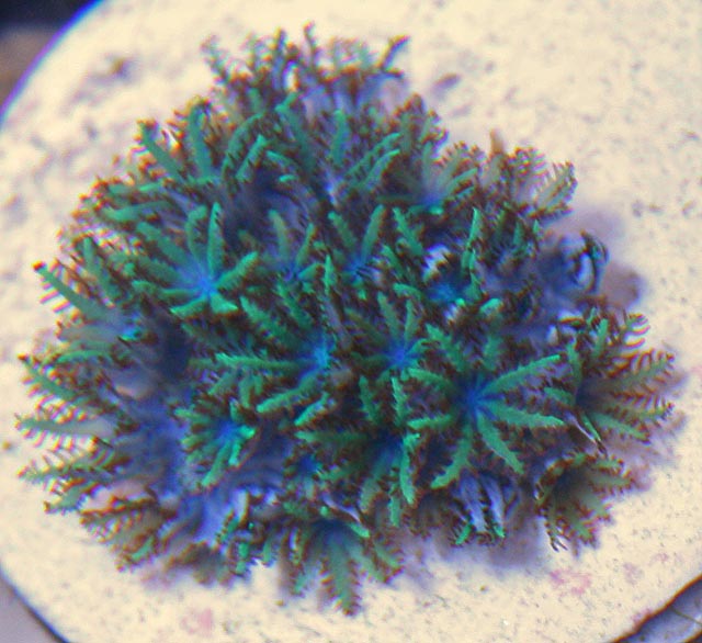 Aquacultured Blue Sympodium Coral