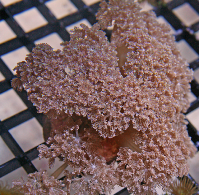 Aquacultured Lacy Pulsing Xenia Coral