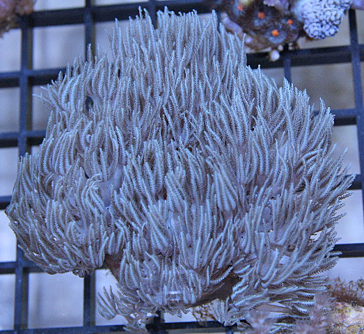 Aquacultured Pulsing Steel Blue Xenia Coral