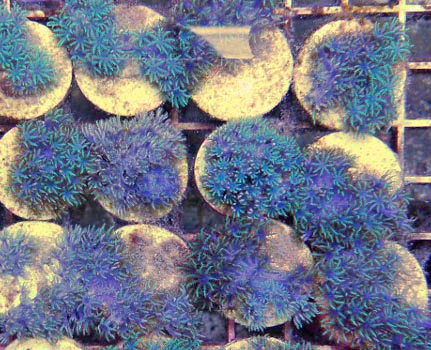 Aquacultured Blue Sympodium Coral
