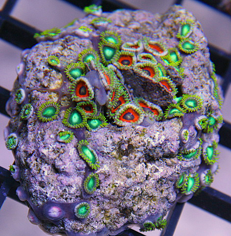 Zoanthids grow quickly.  You can see the coenenchyme on this live rock containing the polyps.