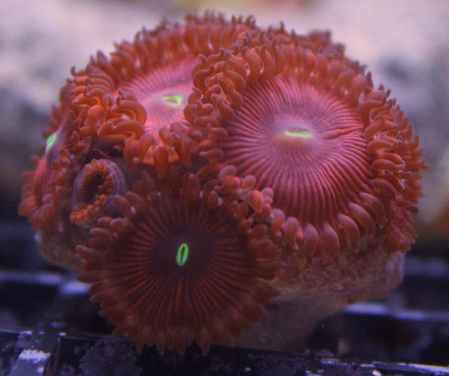 Red People Eaters Palythoa Coral