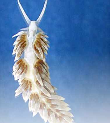 Berghia Nudibranch