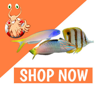 salty underground: atlantic pen shell (atrina rigida)... Salty Underground: Dendrophylliidae Corals